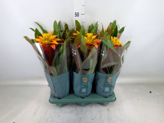 <h4>Guzmania  'Fiero Yellow'</h4>