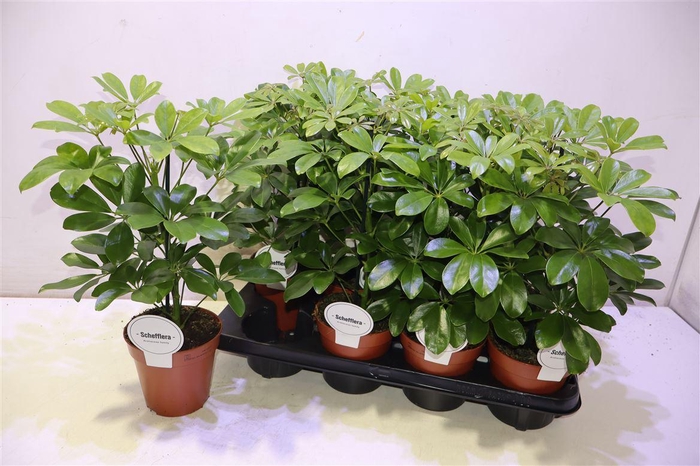 <h4>arr8 Schef Ar Nora</h4>