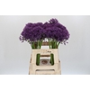 Allium Jackpot