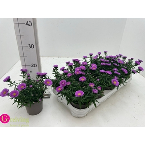 ASTER D AL LIGH PINK
