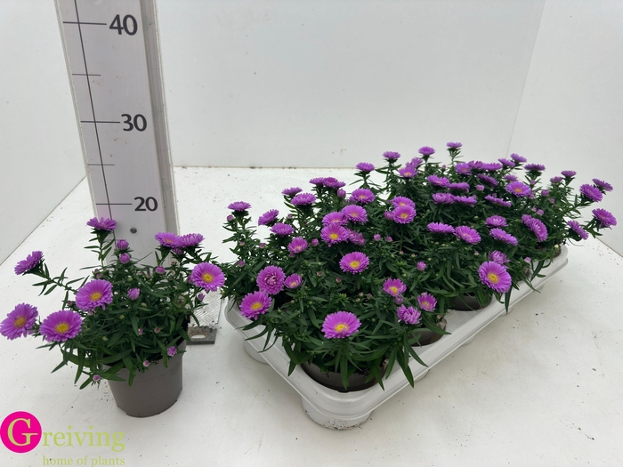 <h4>ASTER D AL LIGH PINK</h4>