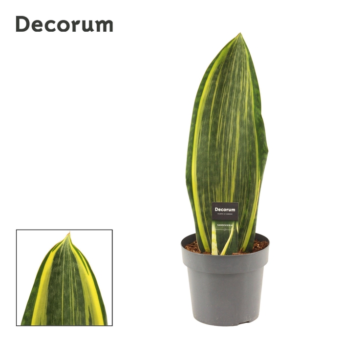 <h4>Sansevieria Masoniana 17 cm Variegata(Decorum)</h4>