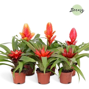 Bromelia gemengd