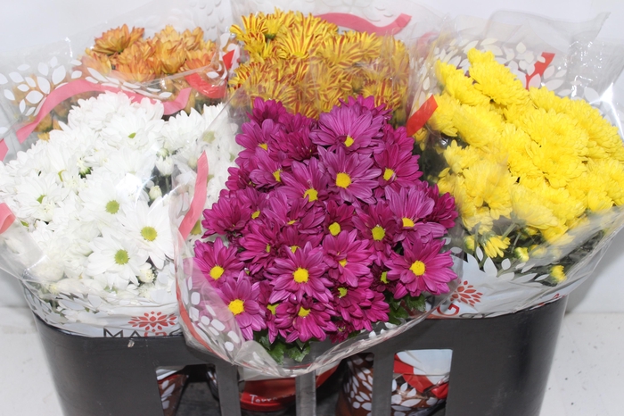 <h4>CRISANTEMO VB1</h4>