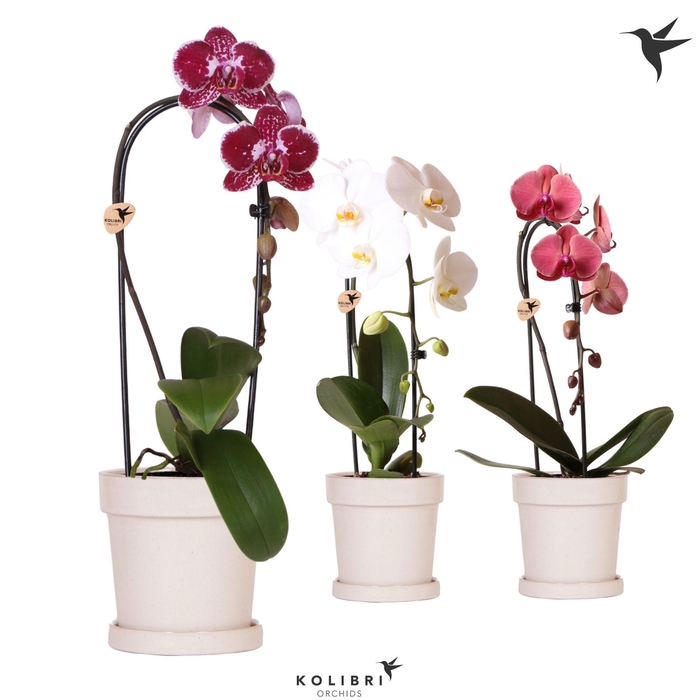 <h4>Kolibri Orchids Phalaenopsis Cascade Niagara Fall mix 1 spike in Flower pot sand</h4>