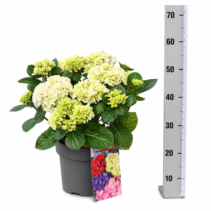 <h4>HYDR M HI WHITE SUN</h4>