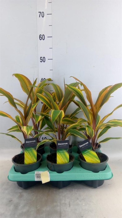 <h4>Cordyline ...</h4>