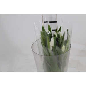 TULIPA BRANCO