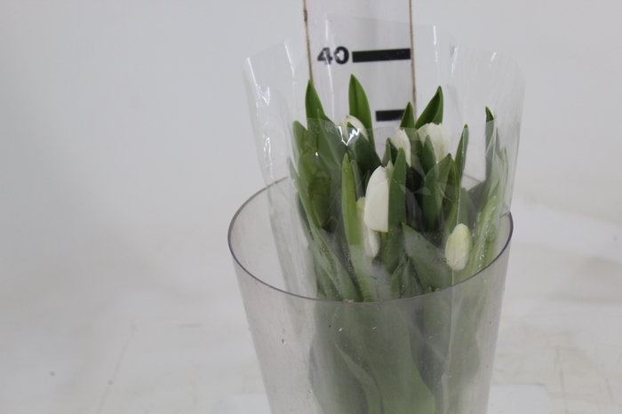 <h4>TULIPA BRANCO</h4>