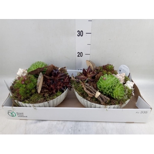 Arr.  Sempervivum L%