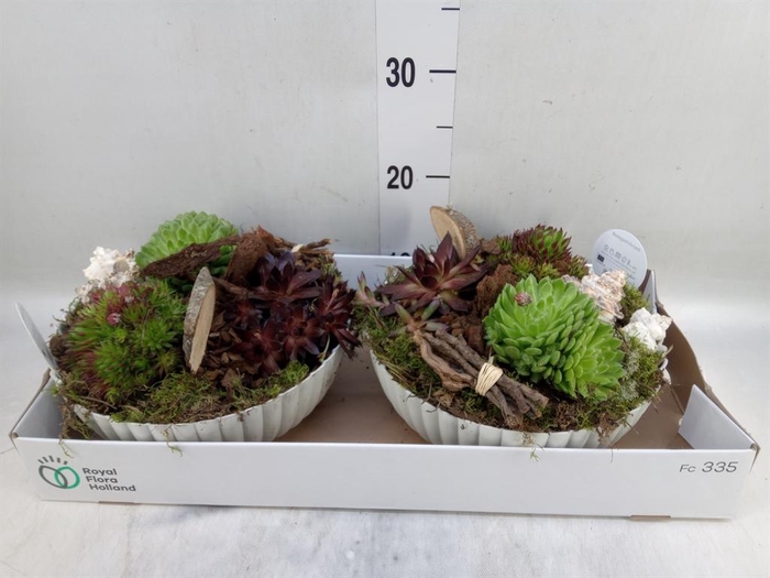 <h4>Arr.  Sempervivum L%</h4>