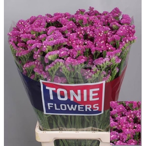 Statice Dark Pink Tonie