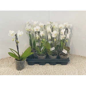 PHAL OV