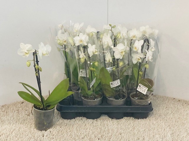<h4>PHAL OV</h4>