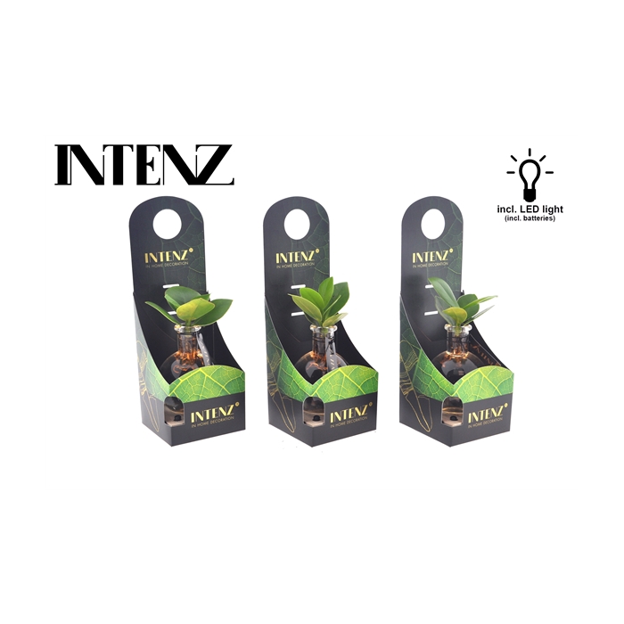 <h4>Clusia in Samoa glas + LED + verpakking-levertijd 24ur</h4>