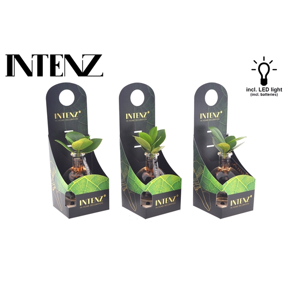 Clusia in Samoa glas + LED + verpakking-levertijd 24ur