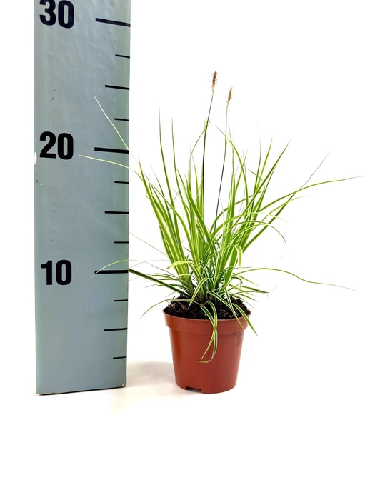 <h4>CARE OS EVEREST</h4>