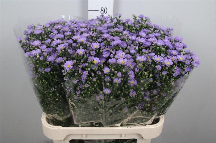 <h4>Aster Cassandra</h4>