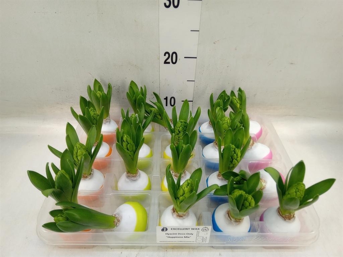 <h4>Hyacinthus orie. ...waxed L%</h4>