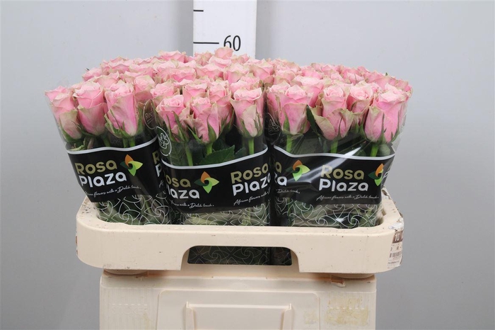 <h4>R Gr Athena Royale</h4>