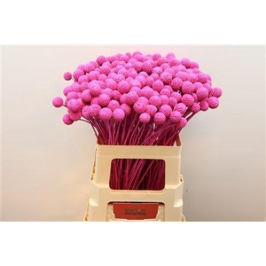 Craspedia Klb Fuchsia