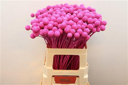 <h4>Craspedia Klb Fuchsia</h4>