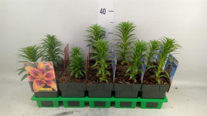 <h4>Lilium   ...</h4>