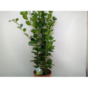 Ficus microcarpa 'Moclame'