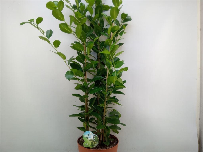 <h4>Ficus microcarpa 'Moclame'</h4>