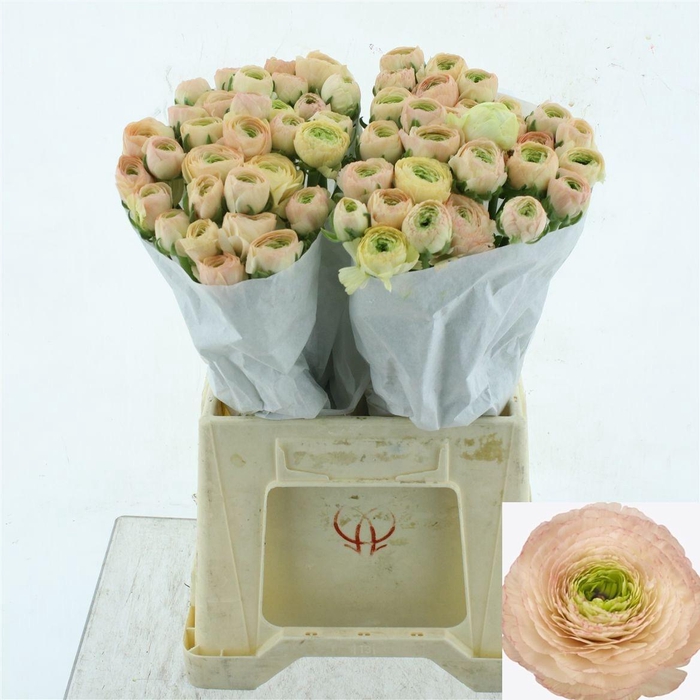 <h4>RAN SU TUAREG</h4>