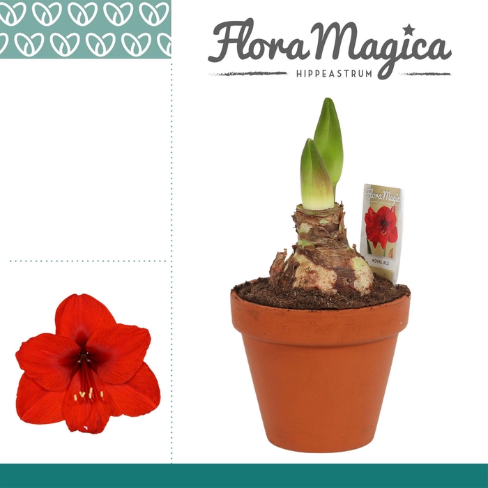 <h4>Amaryllis Royal Red 2 Knop Terracotta Steen OP</h4>