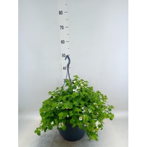 Sutera  'Cabana Trail White'