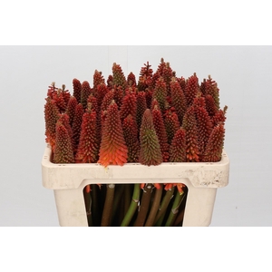 Kniphofia Alcazar