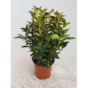 Euonymus Luna