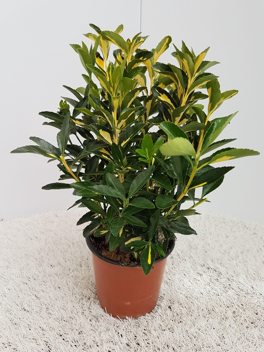 <h4>Euonymus Luna</h4>