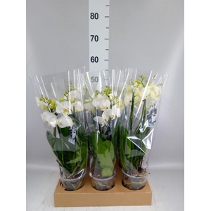 Phalaenopsis   ...white