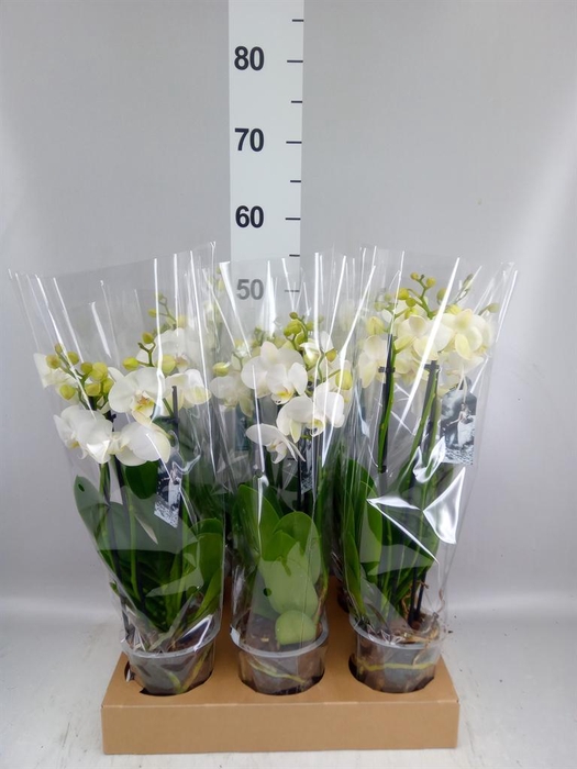 <h4>Phalaenopsis ...white</h4>