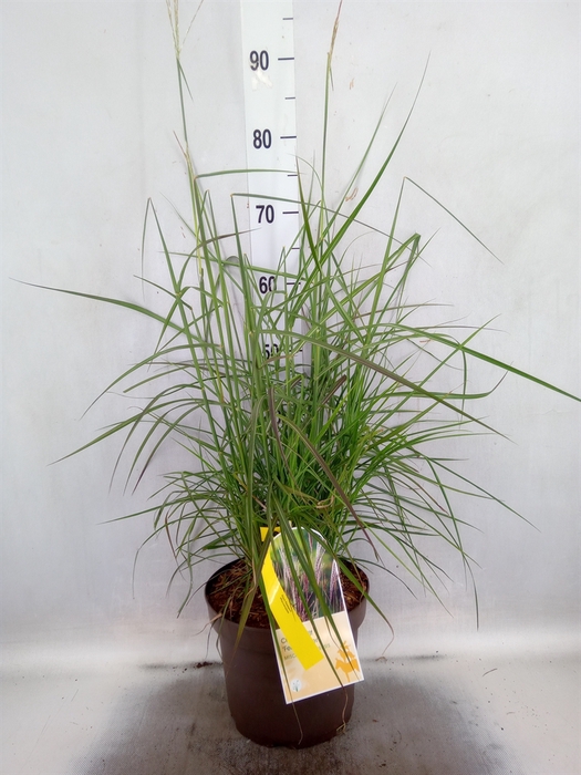 <h4>Miscanthus sin. 'Ferner Osten'</h4>