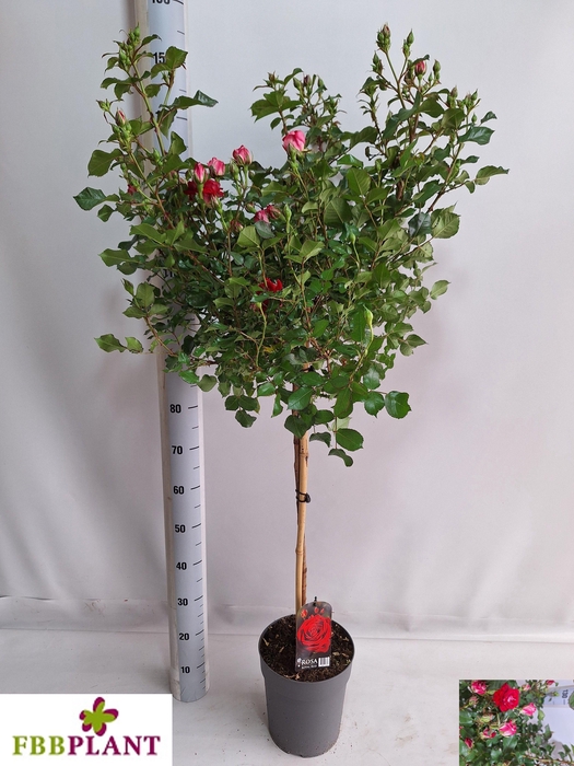 <h4>ROSA ST OV</h4>