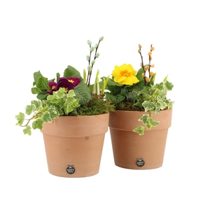 11669: Outdoor spring arrangement