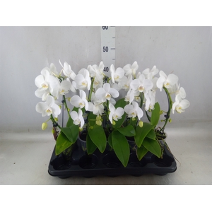 Phalaenopsis   ...white