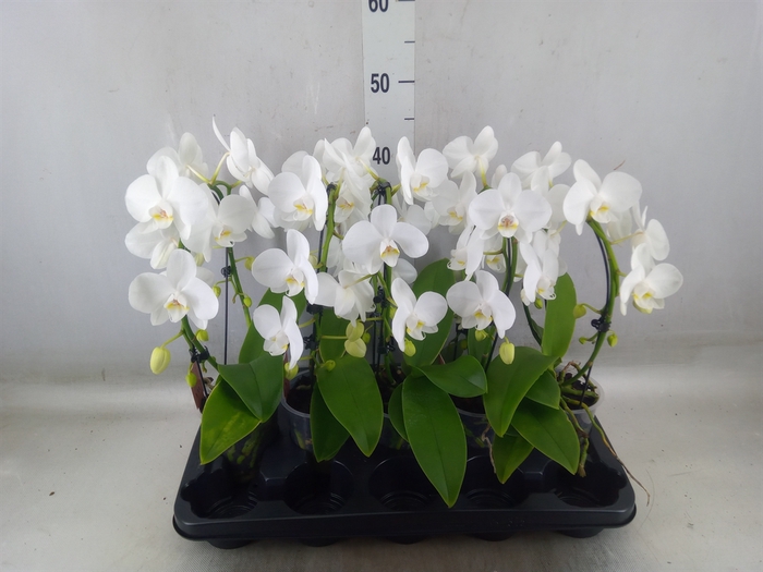 <h4>Phalaenopsis   ...white</h4>