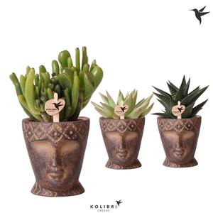 Kolibri Greens Succulenten mix in Totem Mask pot