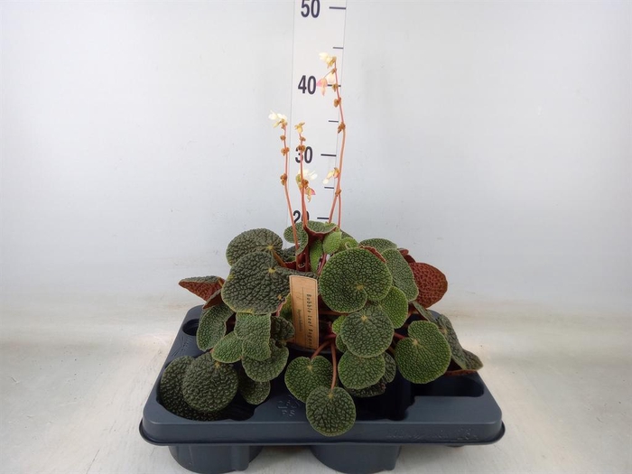 <h4>Begonia BD   ...</h4>