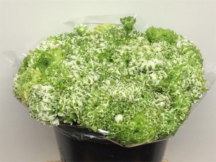 Ran Ponpon Sr Iglo Super