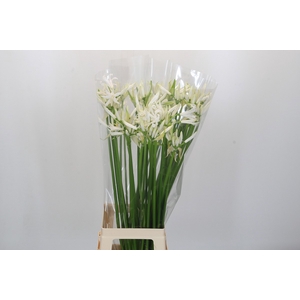 Nerine Lilac