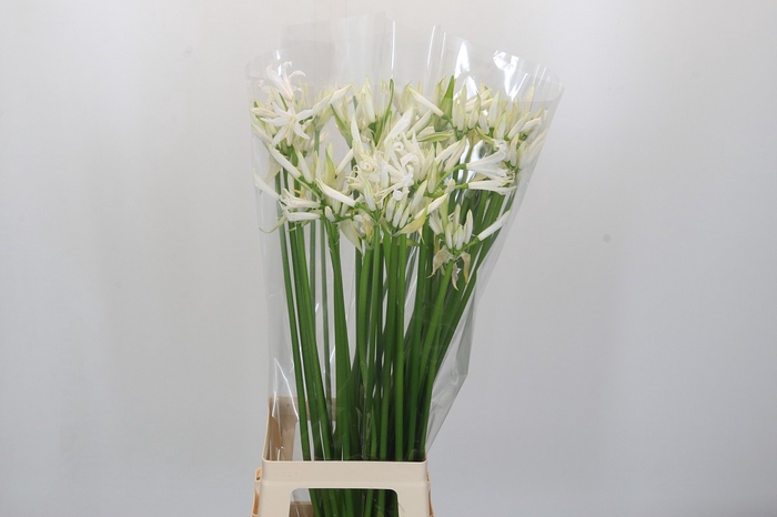 <h4>Nerine Lilac</h4>