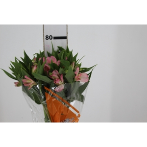 ALSTROEMERIA DUBAI 080 CM