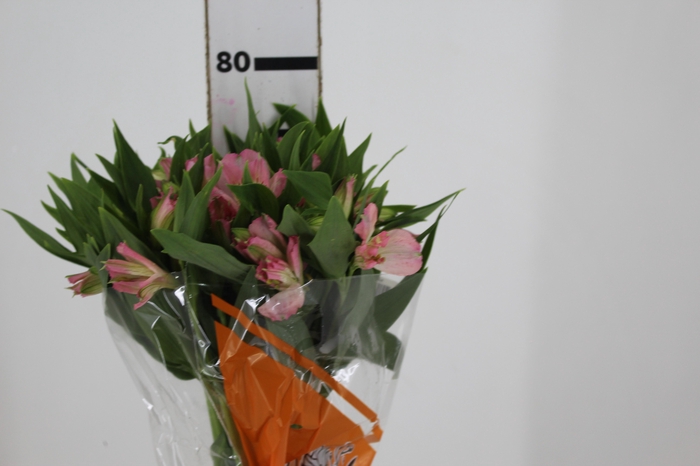 <h4>ALSTROEMERIA DUBAI 080 CM</h4>