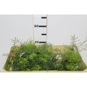 FOLHAGEM ASPARGO ALFINETE 040 CM